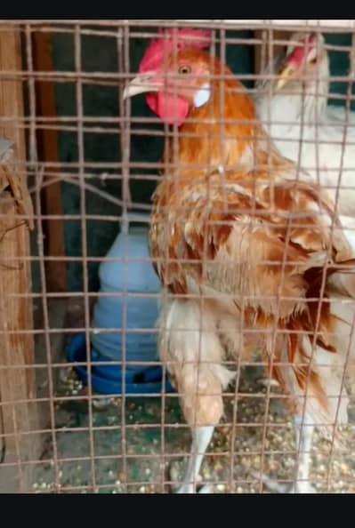 Egg laying hens