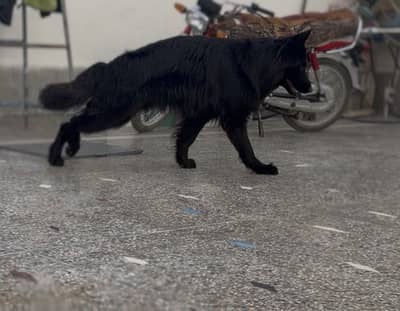 German shepherd Black