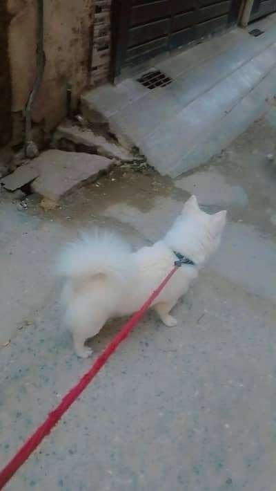 Russian dog for sale