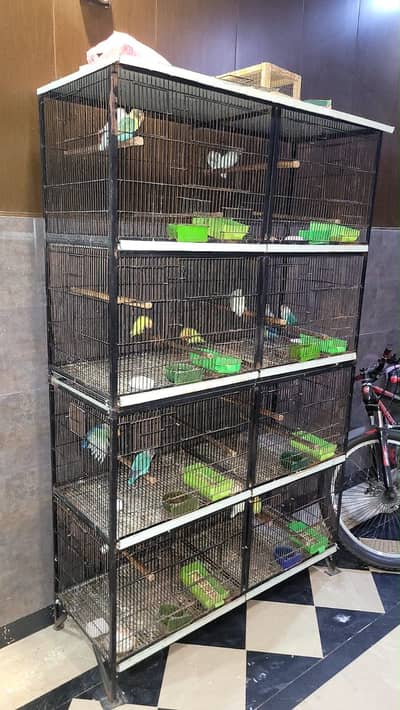 Love birds available