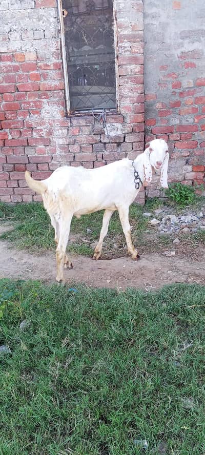 Pure Desi Black & White Male Goat for Sale”