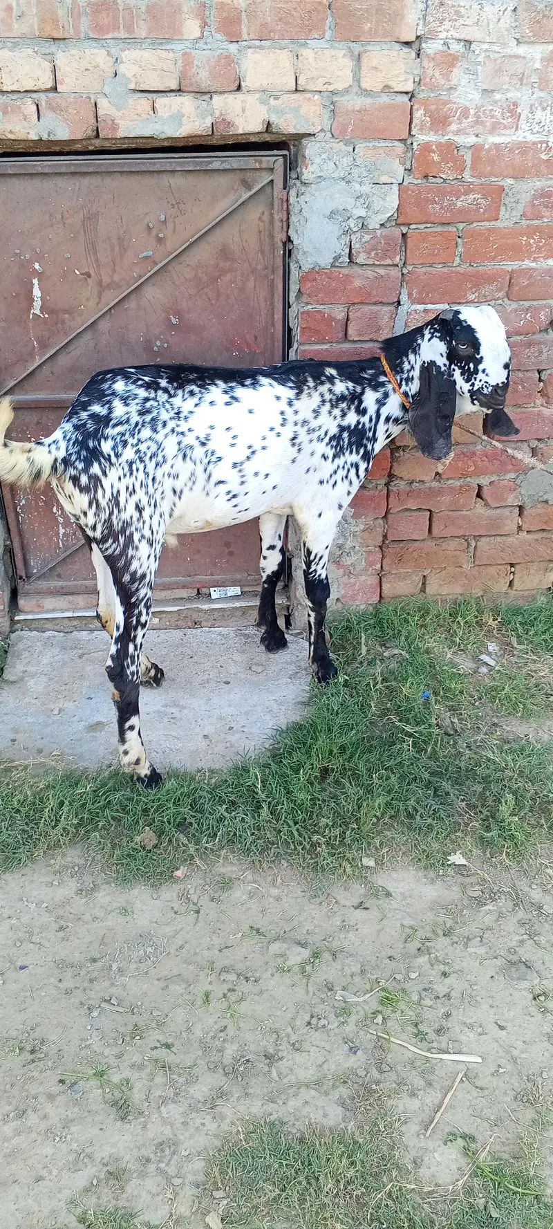 Pure Desi Black & White Male Goat for Sale” — photo 2