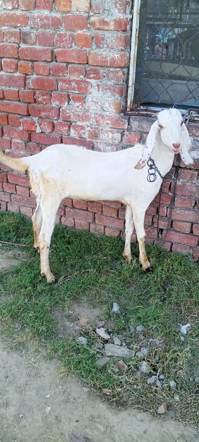 Pure Desi Black & White Male Goat for Sale” — photo 3