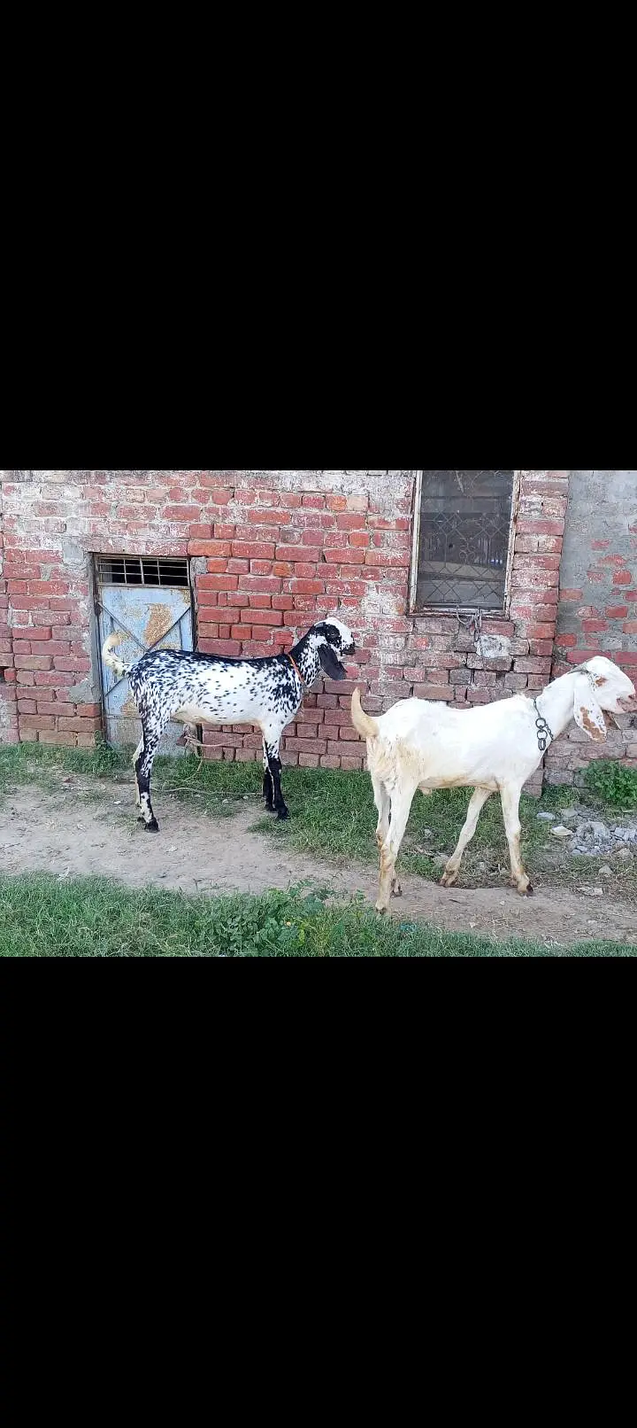 Pure Desi Black & White Male Goat for Sale” — photo 4