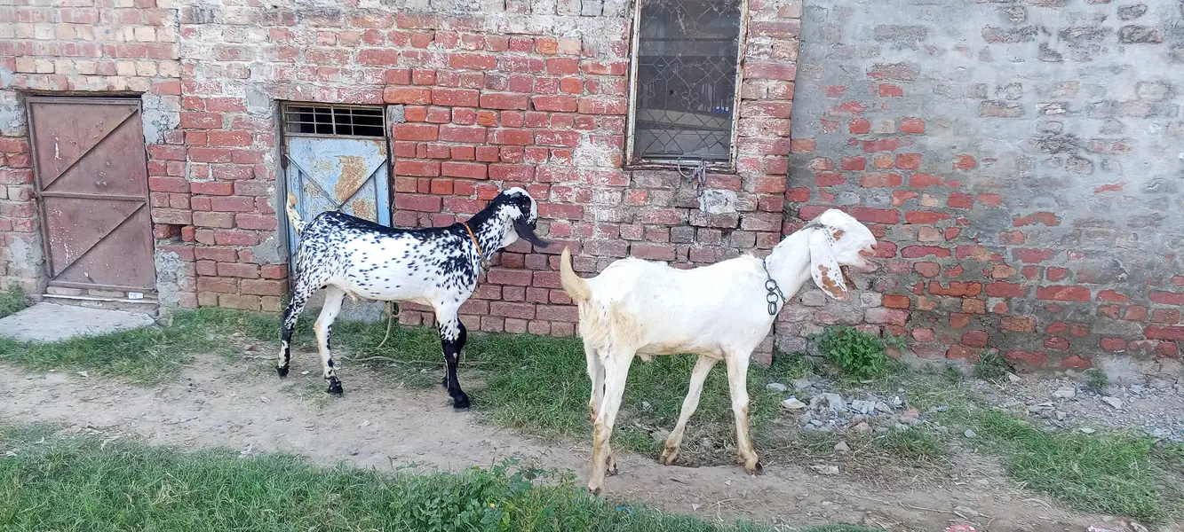 Pure Desi Black & White Male Goat for Sale” — photo 5