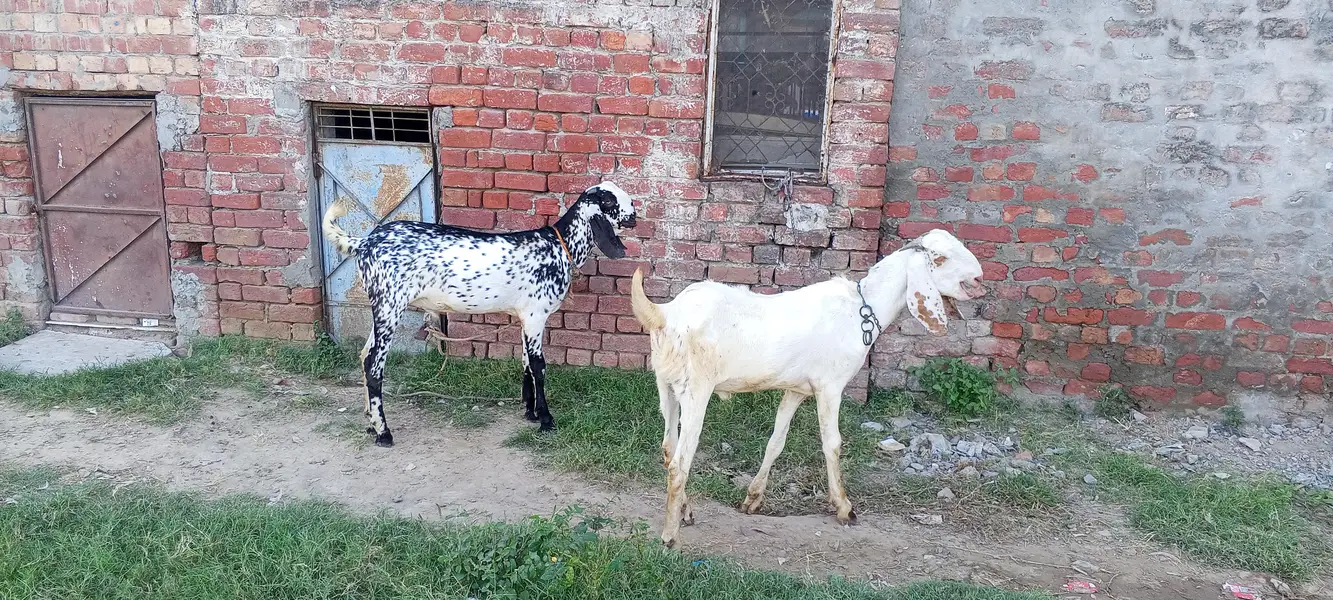 Pure Desi Black & White Male Goat for Sale” — photo 6