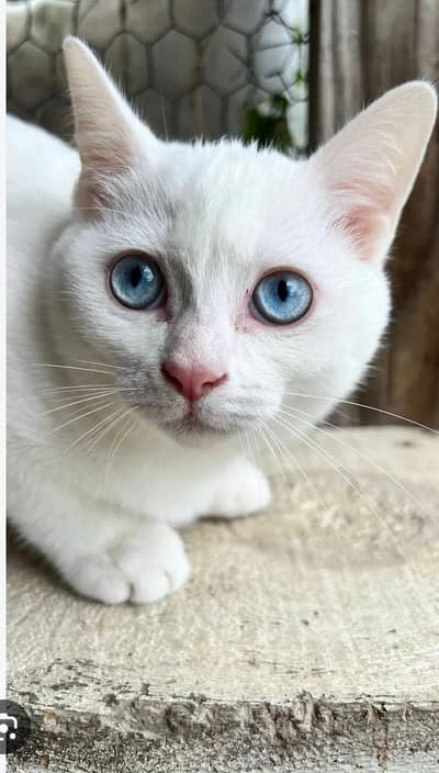 blue eyes with white hairs