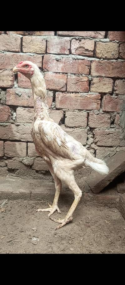 white O shamo female and exchange