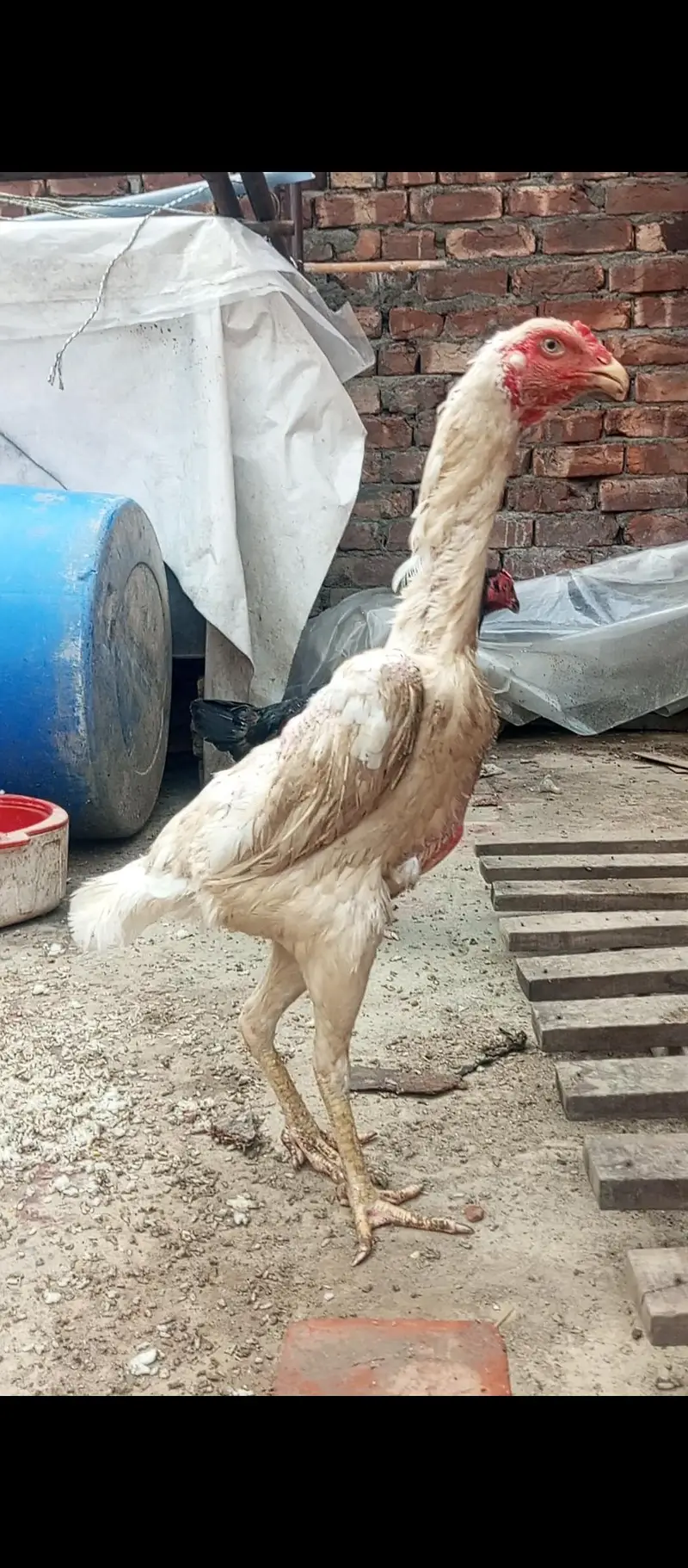 white O shamo female and exchange — photo 2