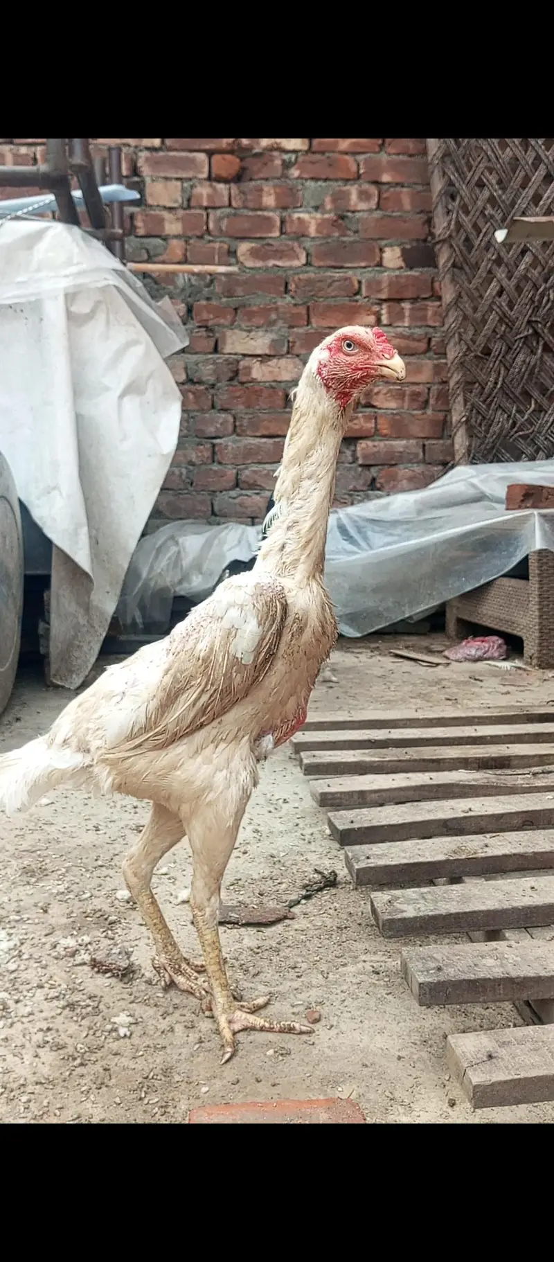 white O shamo female and exchange — photo 3