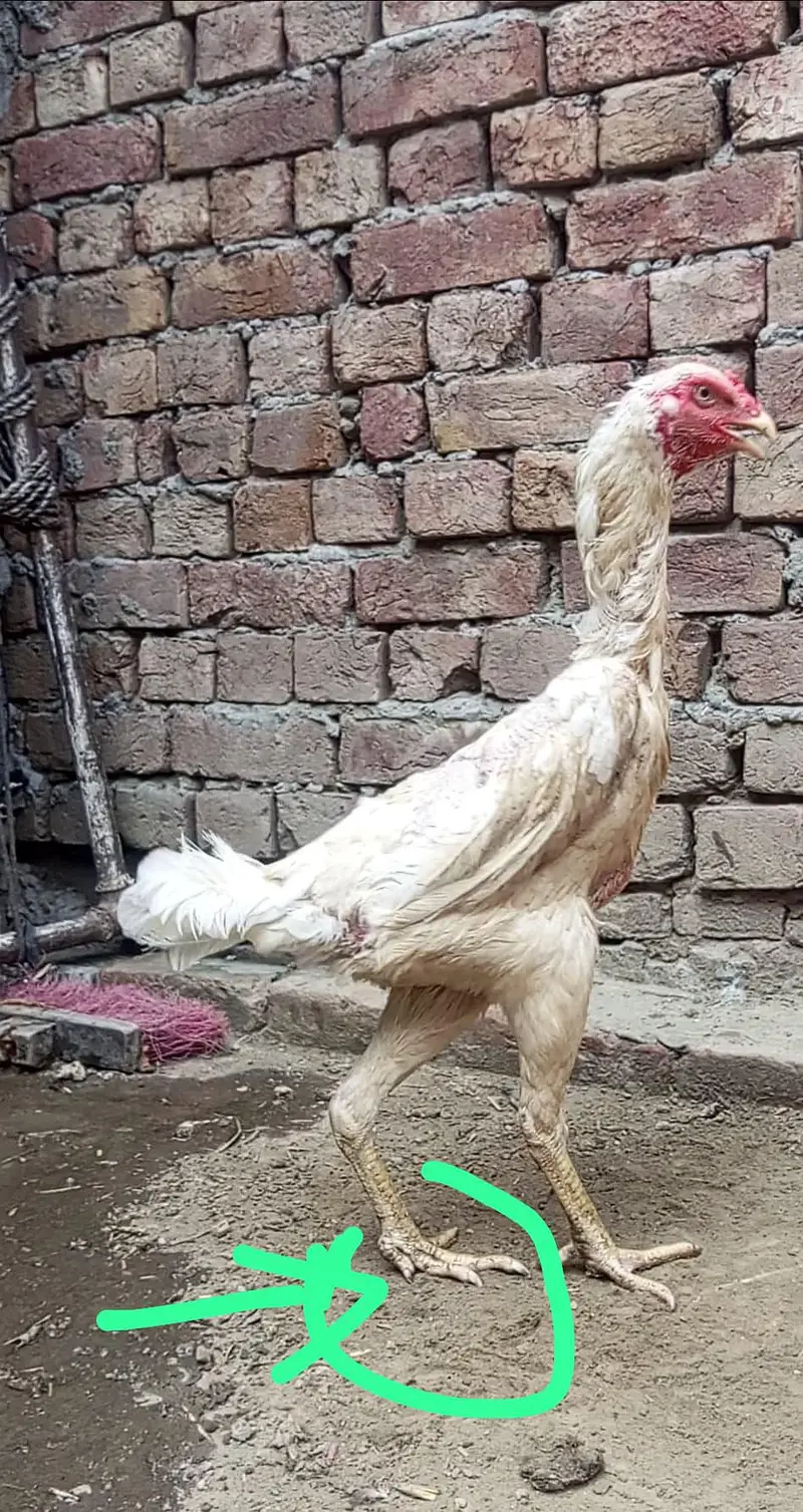 white O shamo female and exchange — photo 4