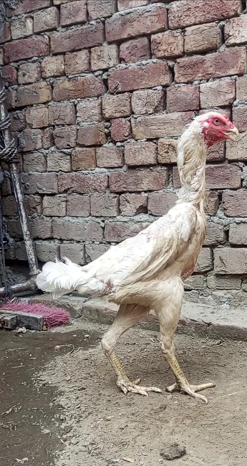 white O shamo female and exchange — photo 5