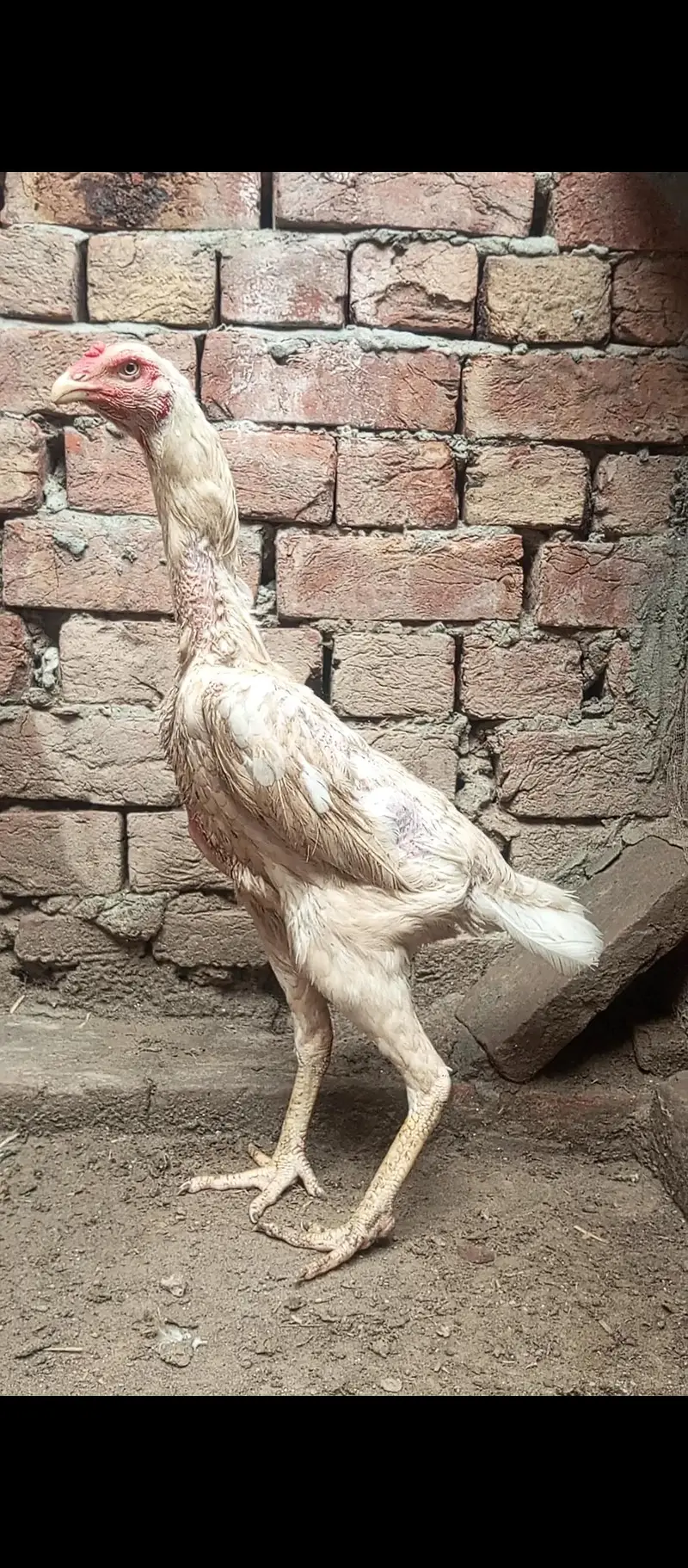 white O shamo female and exchange — photo 6