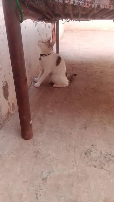 7 months male for sale ghar ka pala how bachwwwww