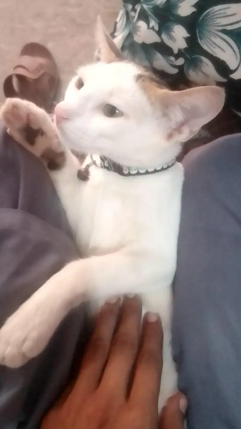 7 months male for sale ghar ka pala how bachwwwww — photo 2