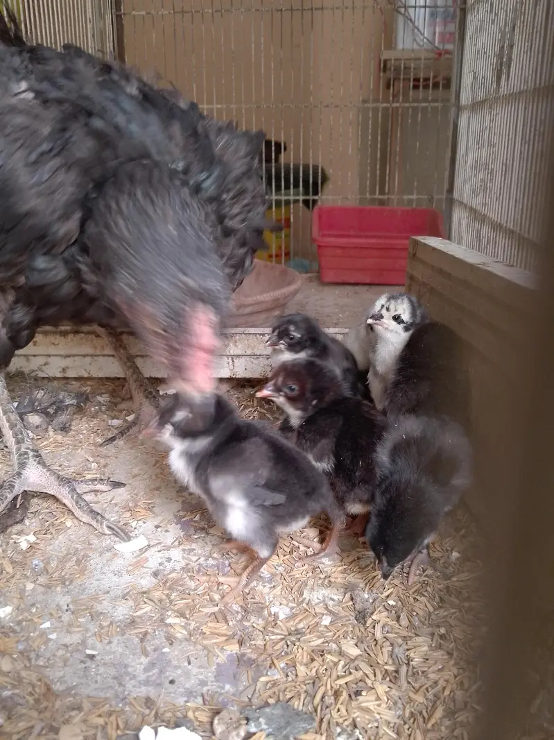 aseel and desi hen — photo 2