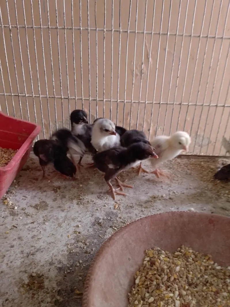 aseel and desi hen — photo 3