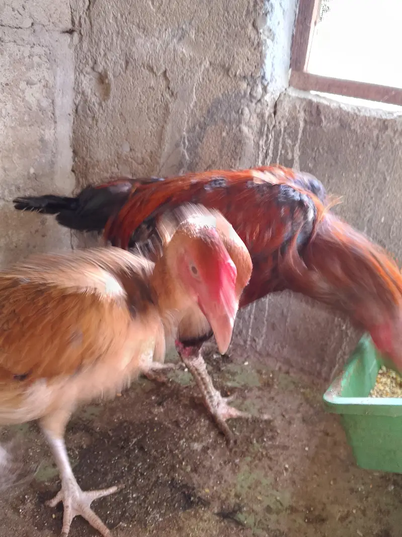 aseel and desi hen — photo 5