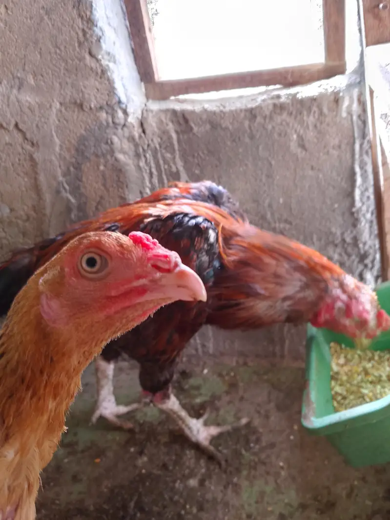 aseel and desi hen — photo 6