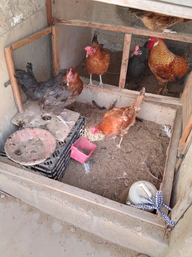 aseel and desi hen — photo 9
