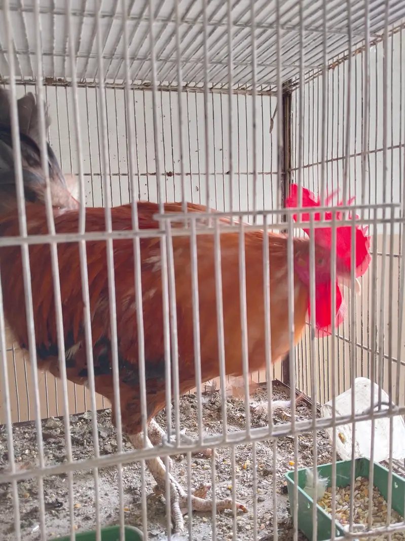 aseel and desi hen — photo 10