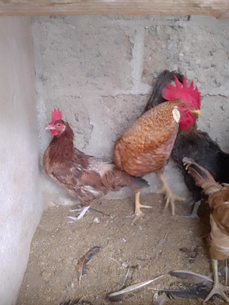 aseel and desi hen — photo 11