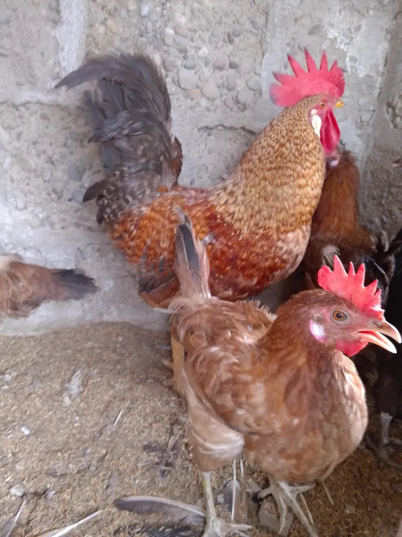 aseel and desi hen — photo 12