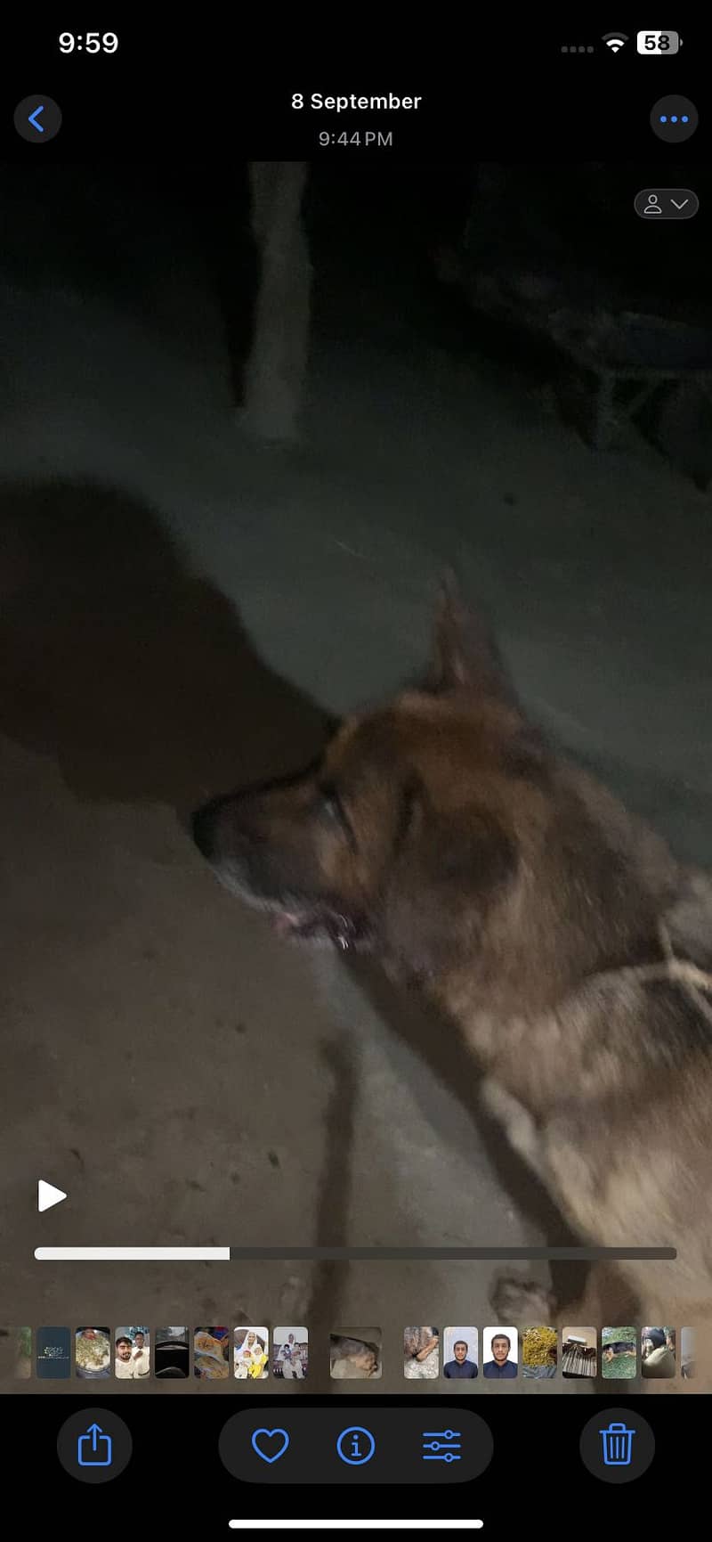 German dog 1