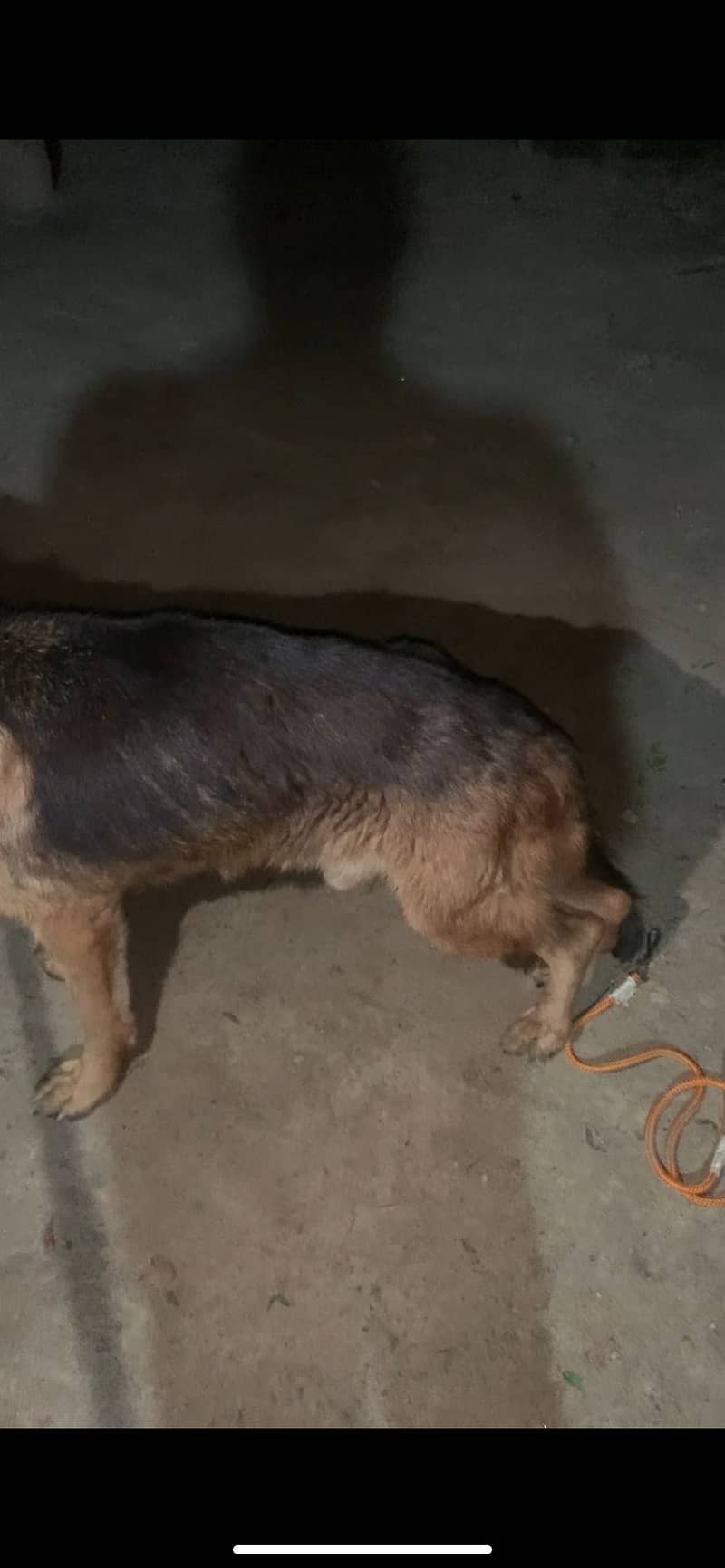 German dog 2