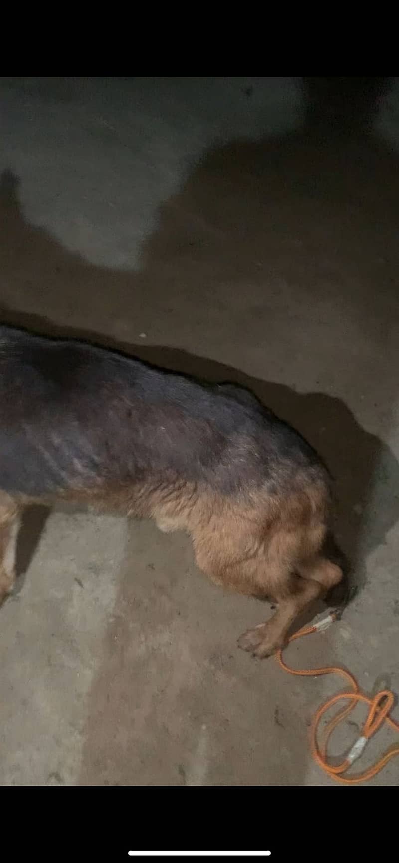 German dog 3