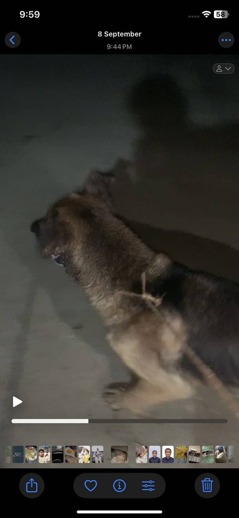 German dog 4