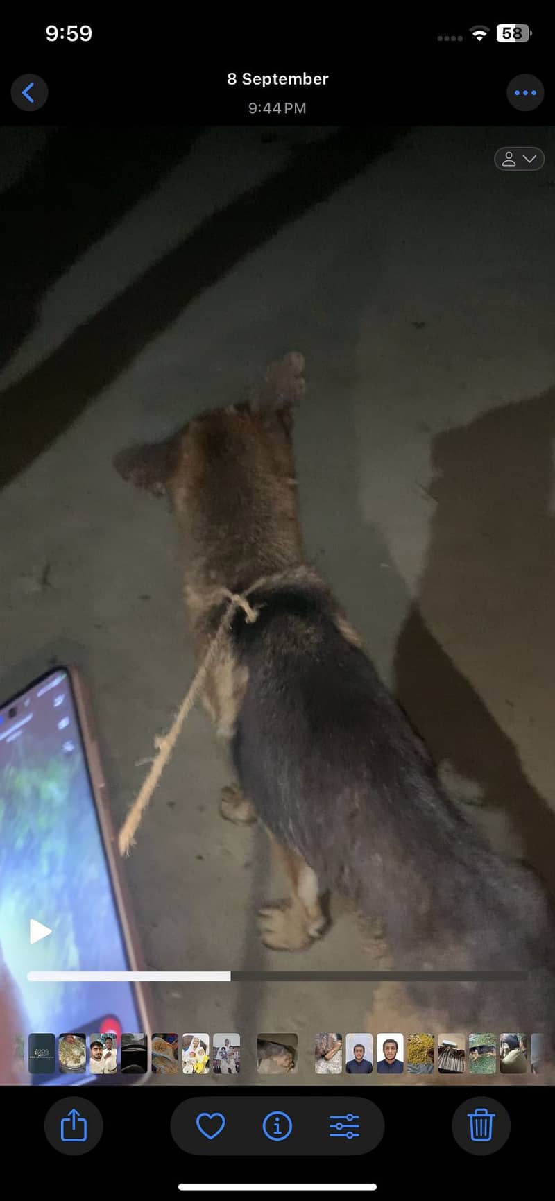 German dog 5