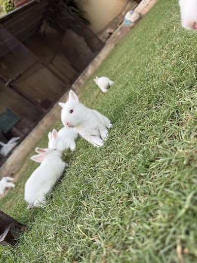 Angora bunny rabbit babies