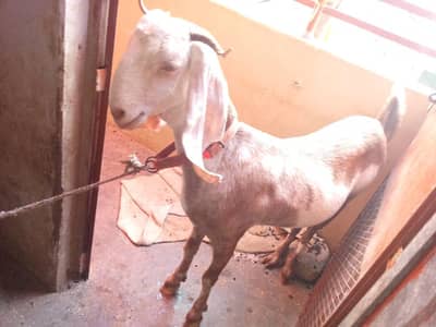 Paterri Milky Goat with Female Baby