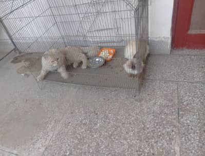 Persian cat pair Available  *Persian Cats Pair Available