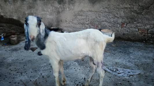 Bakry Aur Bakrian