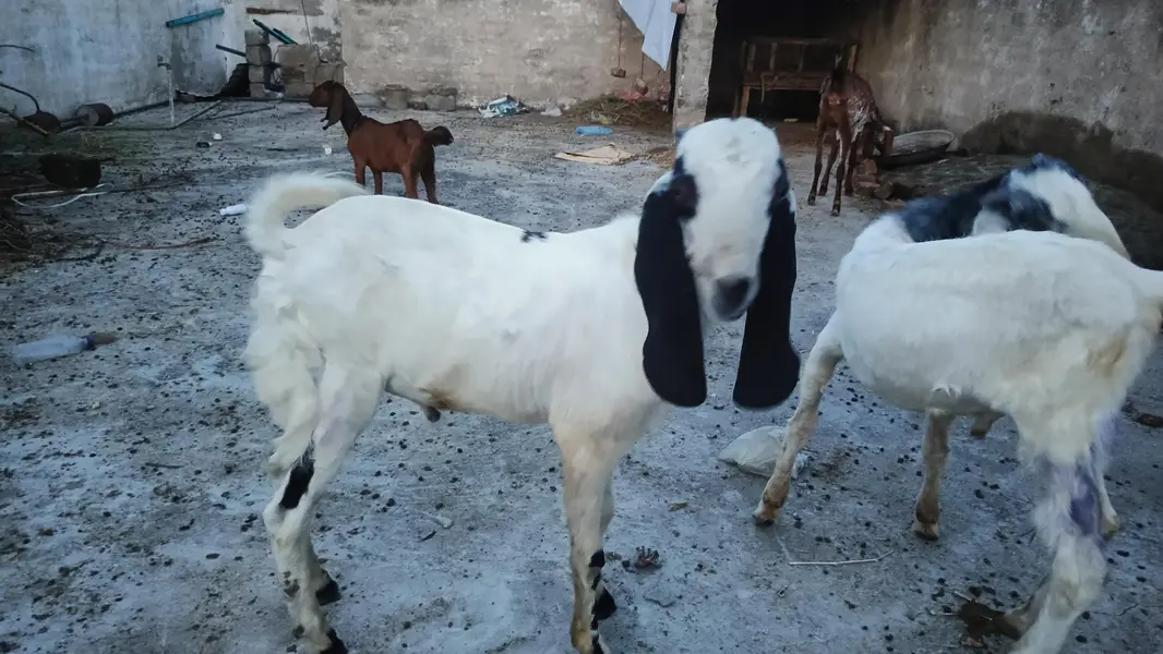 Bakry Aur Bakrian — photo 2