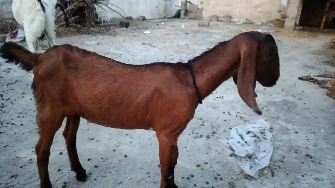 Bakry Aur Bakrian — photo 3