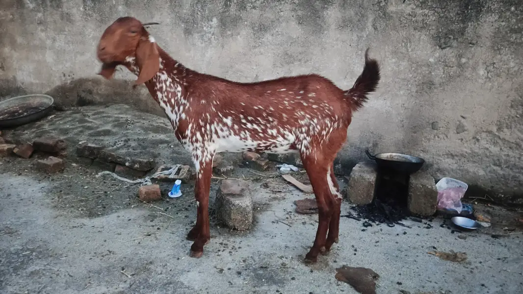 Bakry Aur Bakrian — photo 5