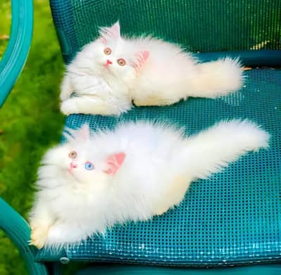 Beautiful and healthy cat far sale