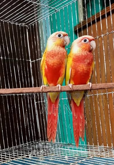 red factor suncheeck conure