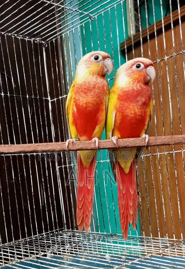 red factor suncheeck conure 0