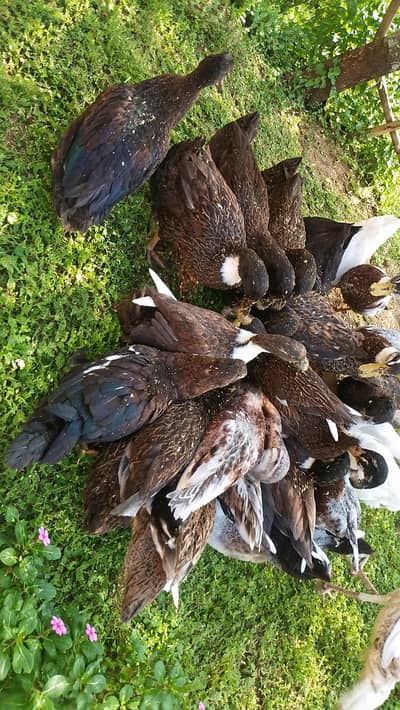 Active and healthy ducks available