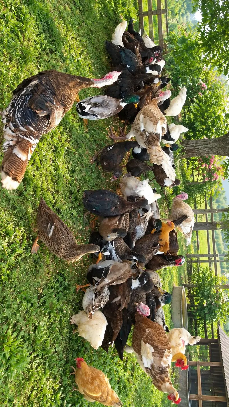 Active and healthy breeder ducks available — photo 2