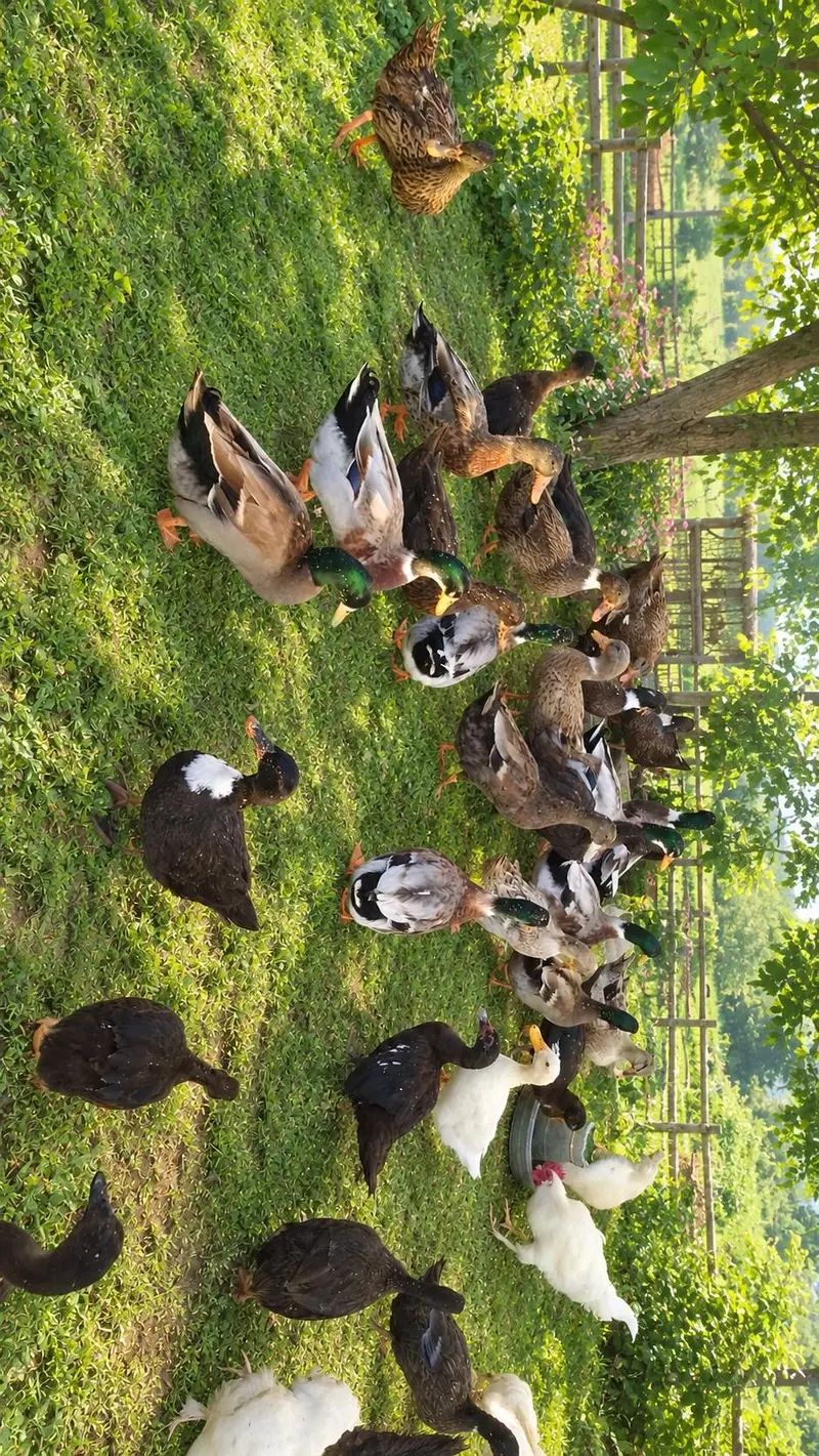 Active and healthy breeder ducks available — photo 3