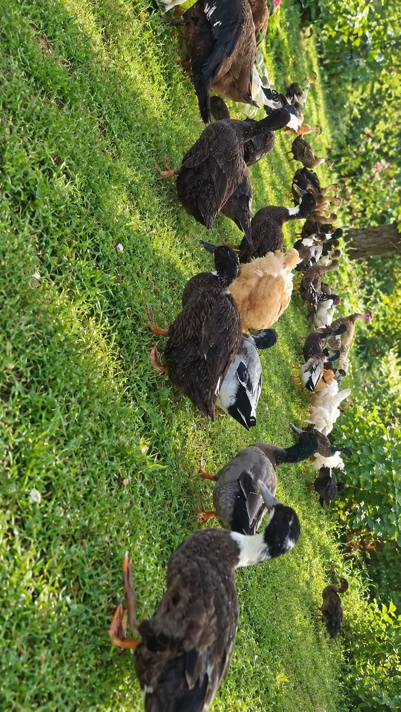 Active and healthy breeder ducks available — photo 4