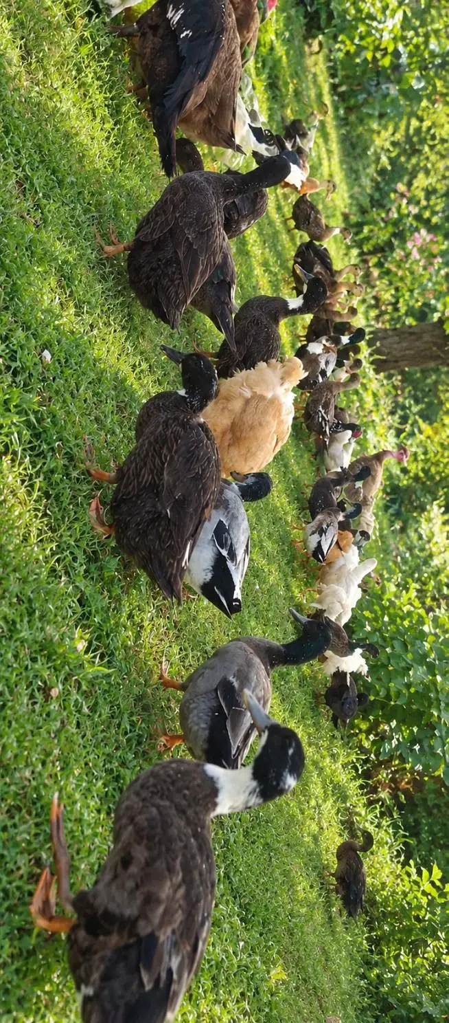Active and healthy breeder ducks available — photo 5