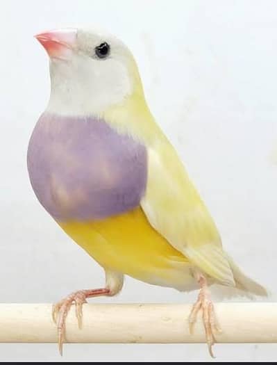 Lutino Gouldian Blue Spilt Female
