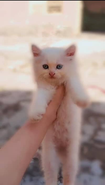 beautiful Persian cat