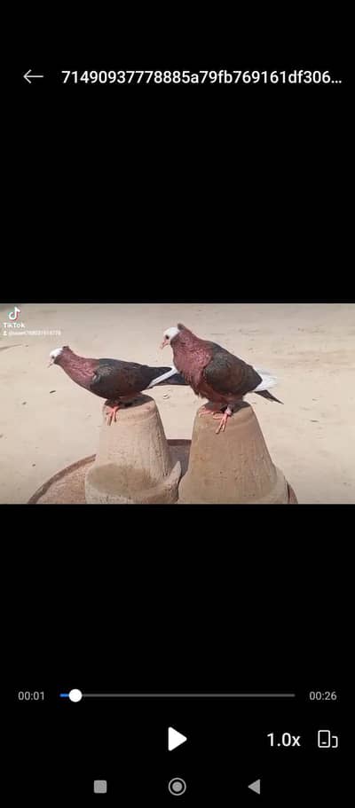 pigeon for sale